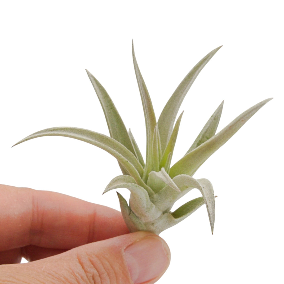 Tillandsia Harrisii