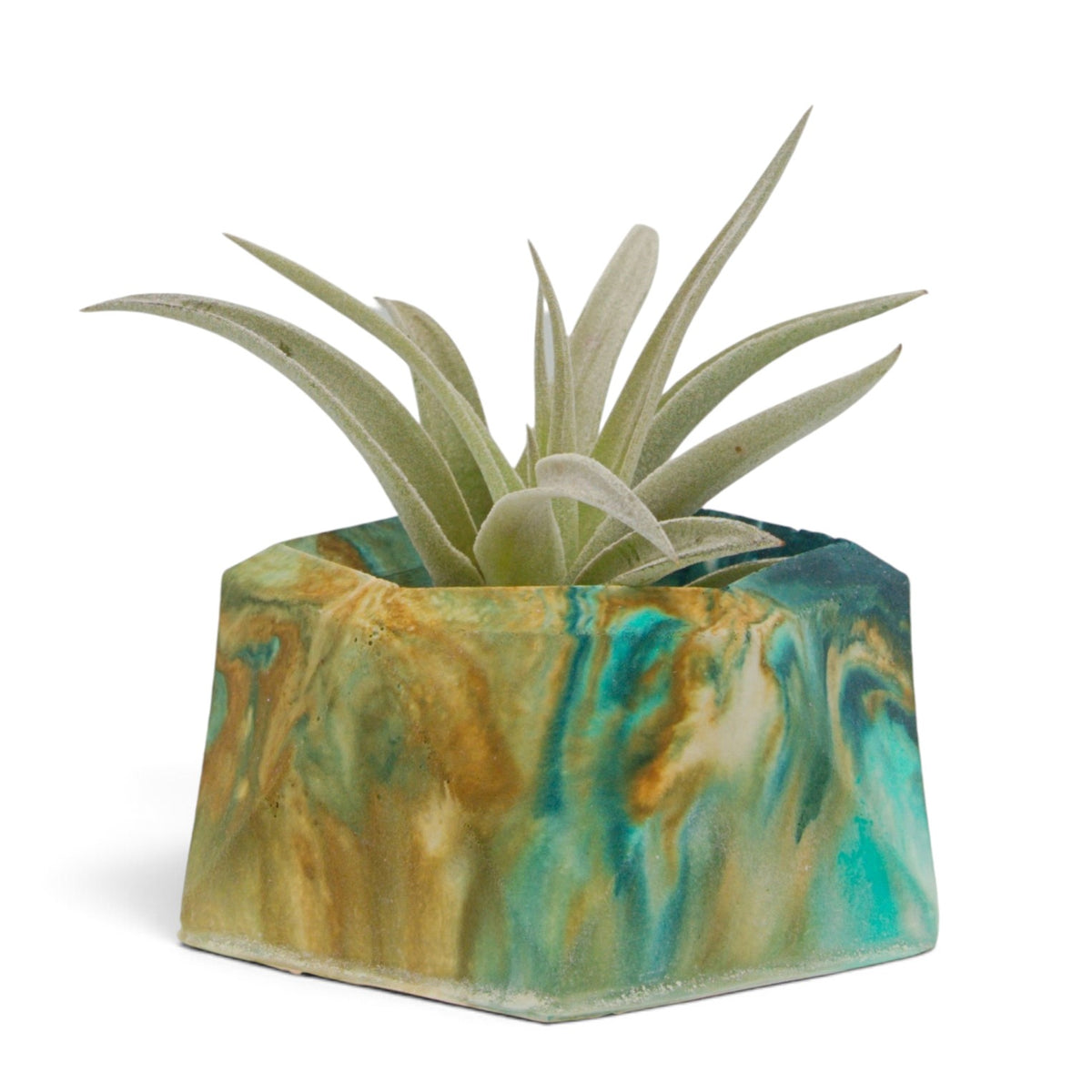 Tillandsia Harrisii