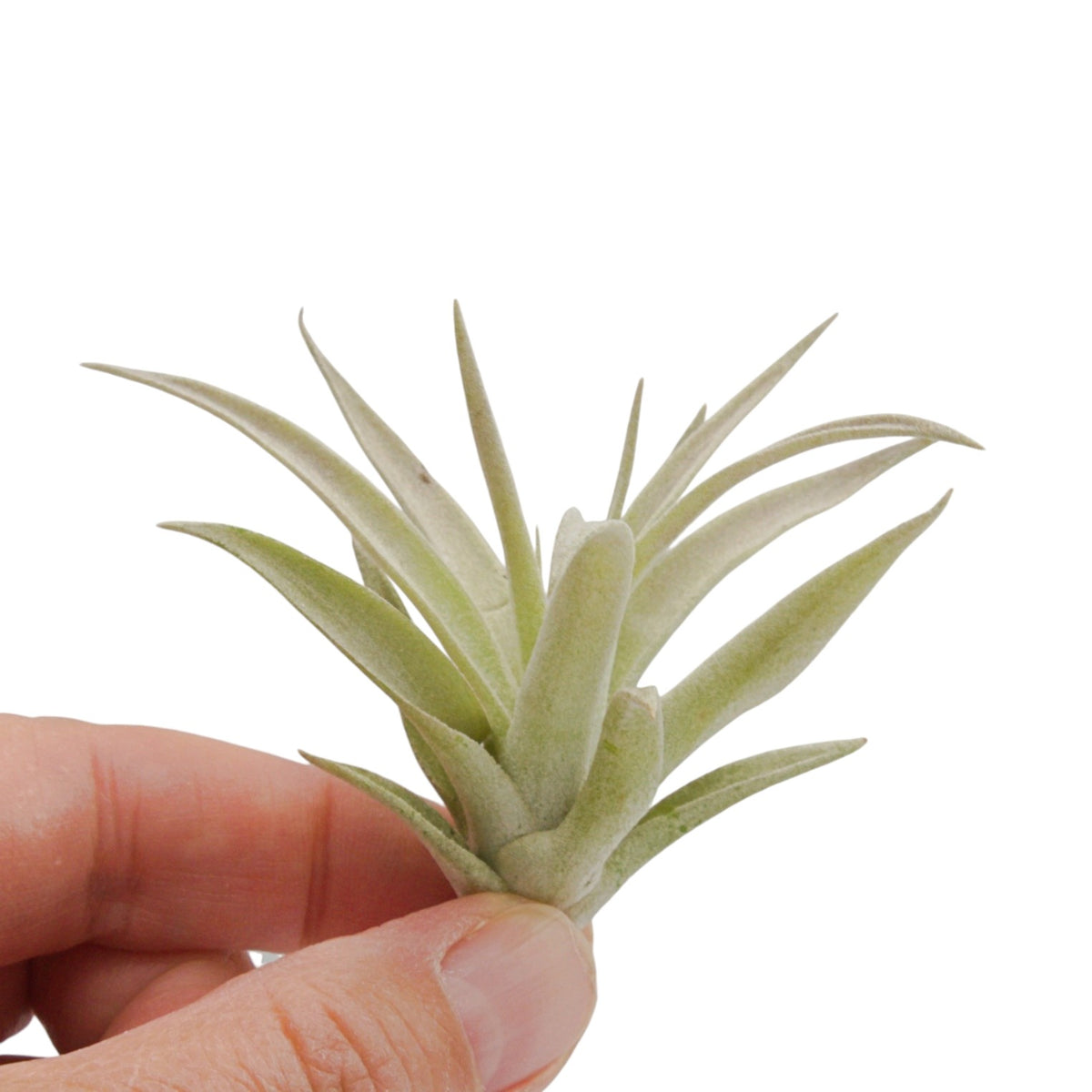 Tillandsia Harrisii