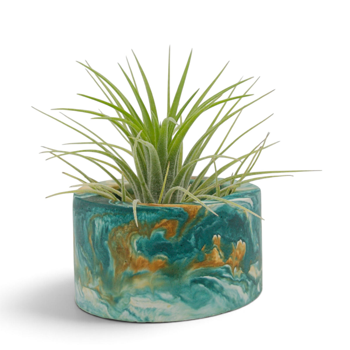 Tillandsia Ionantha Druid