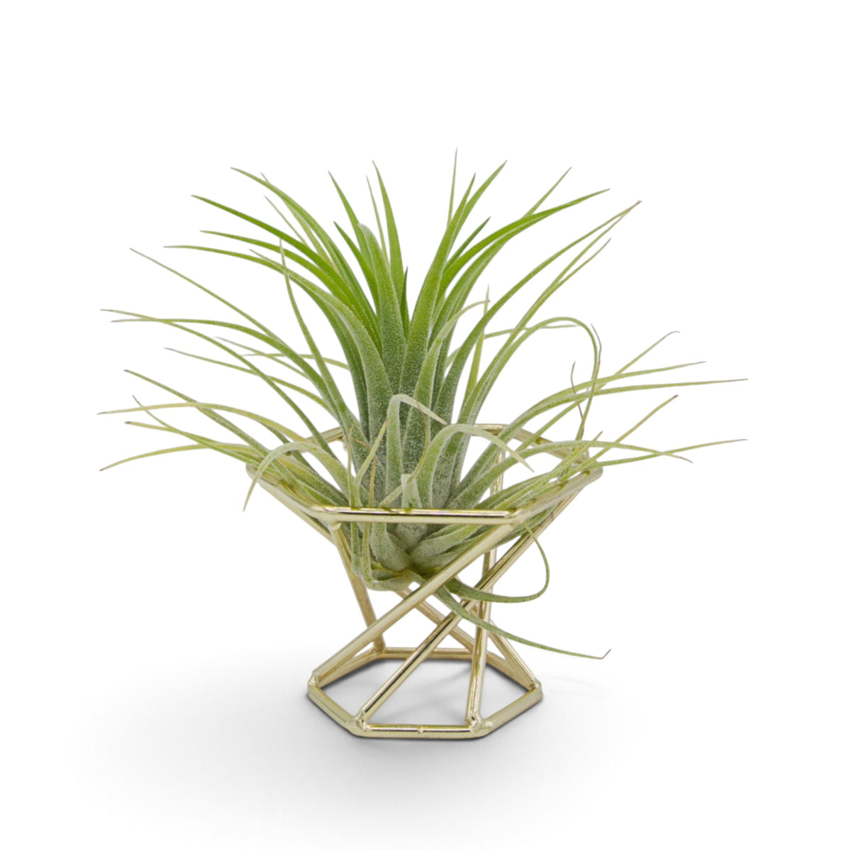 Tillandsia Ionantha Druid