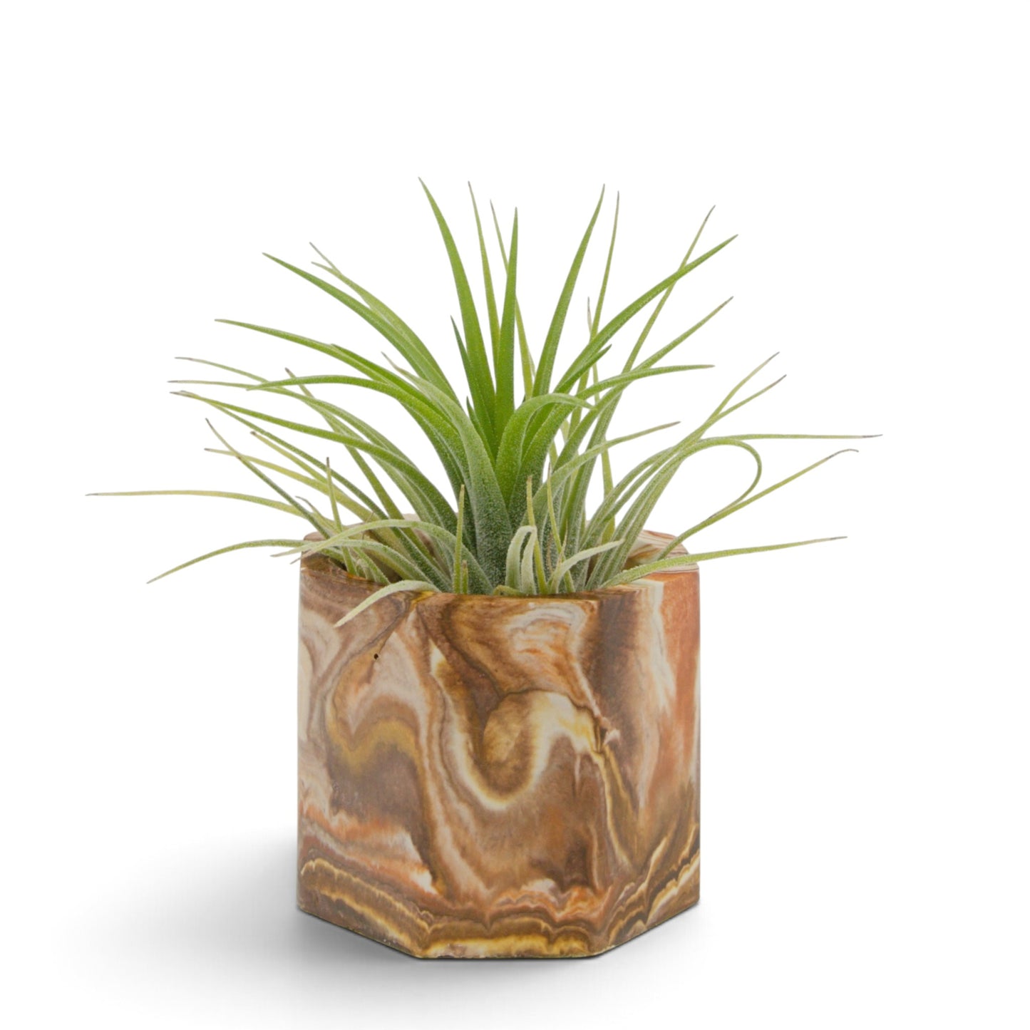 Tillandsia Ionantha Druid