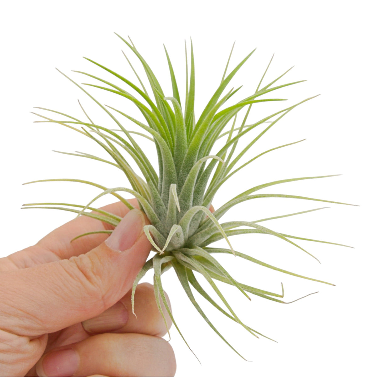 Tillandsia Ionantha Druid