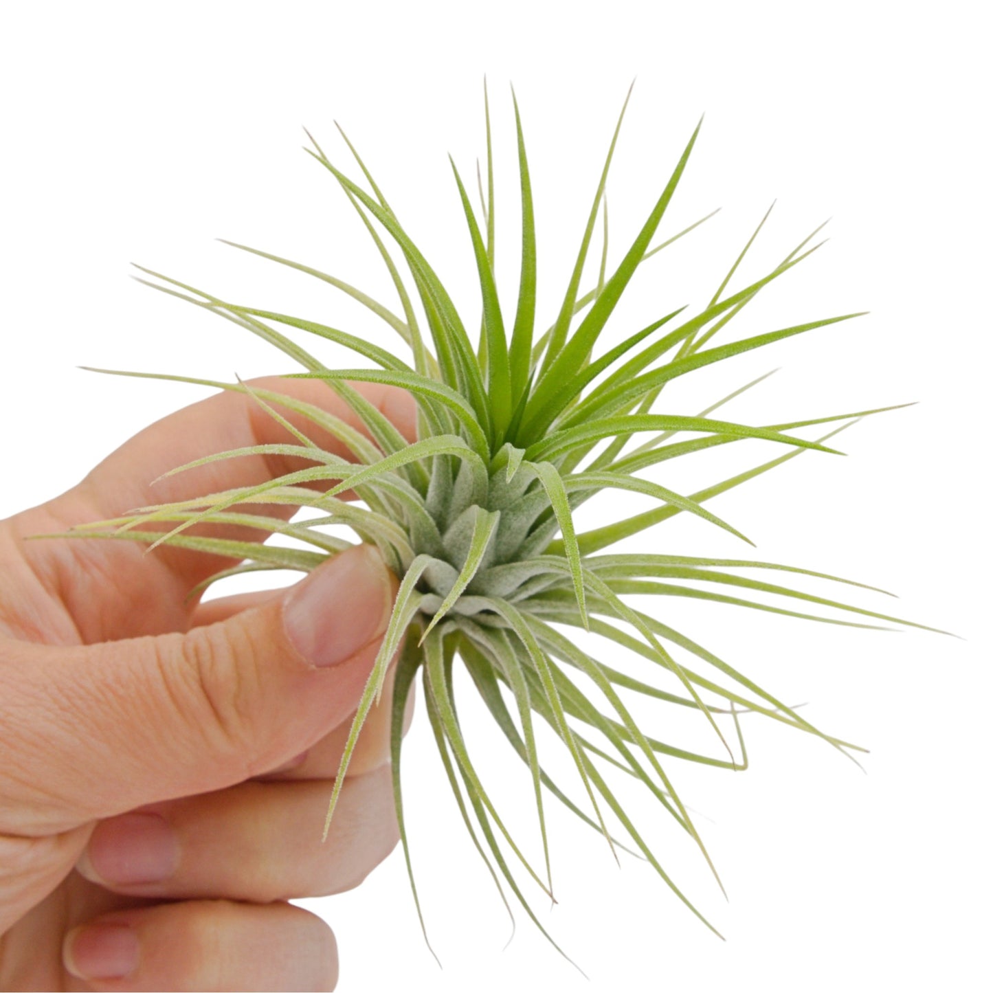 Tillandsia Ionantha Druid