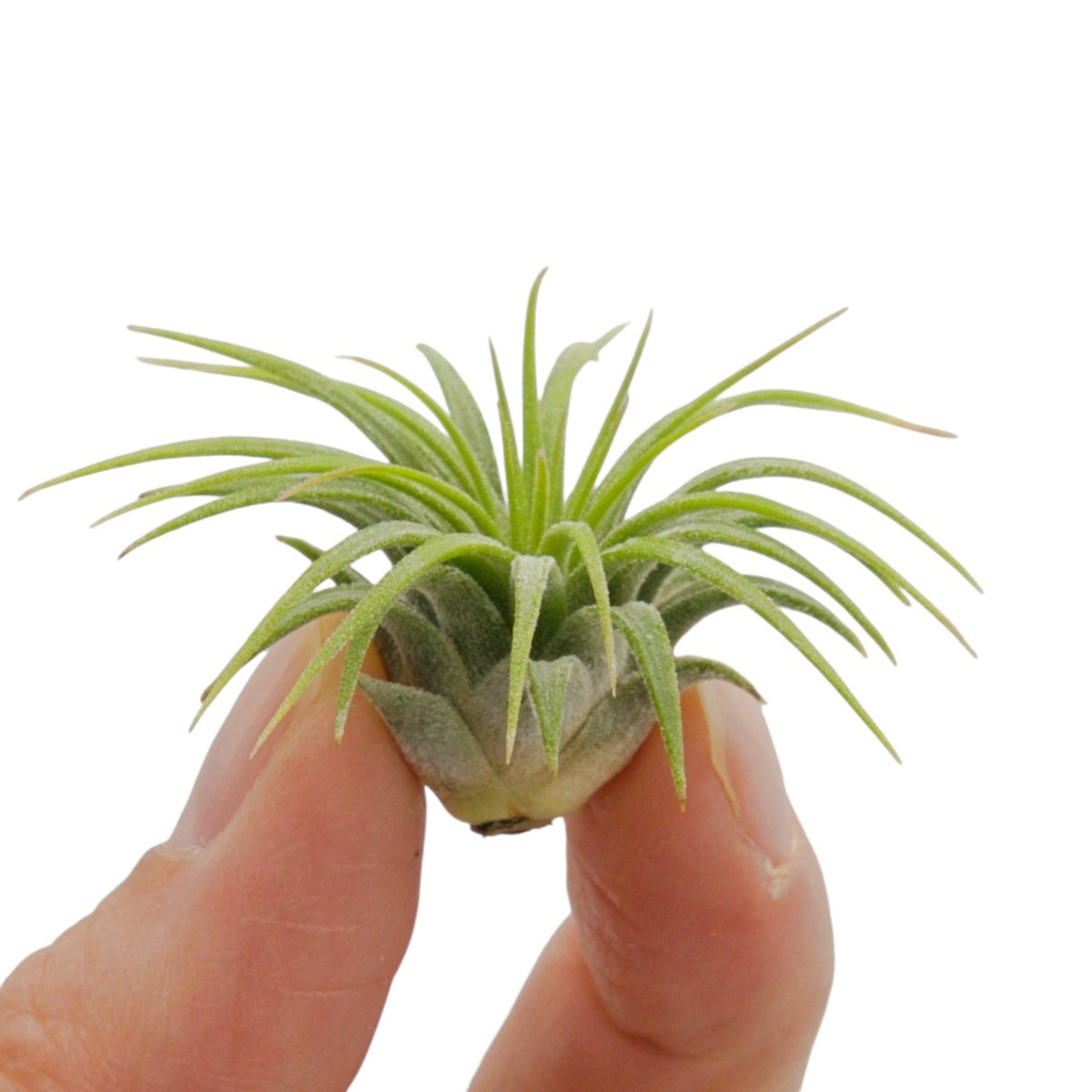 Tillandsia Ionantha Guatemala