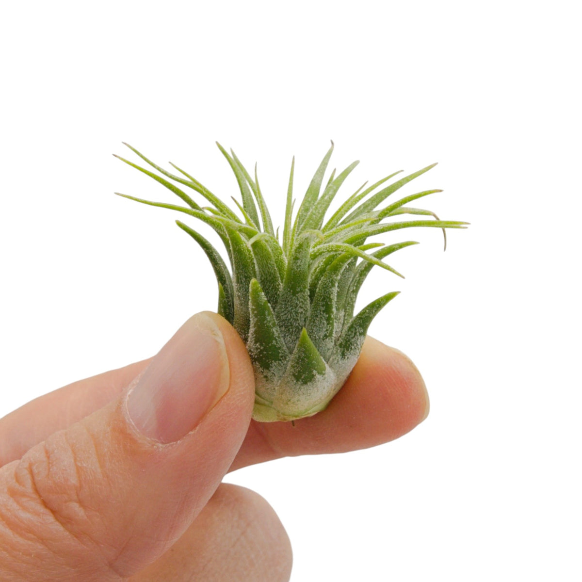 Tillandsia Ionantha Guatemala
