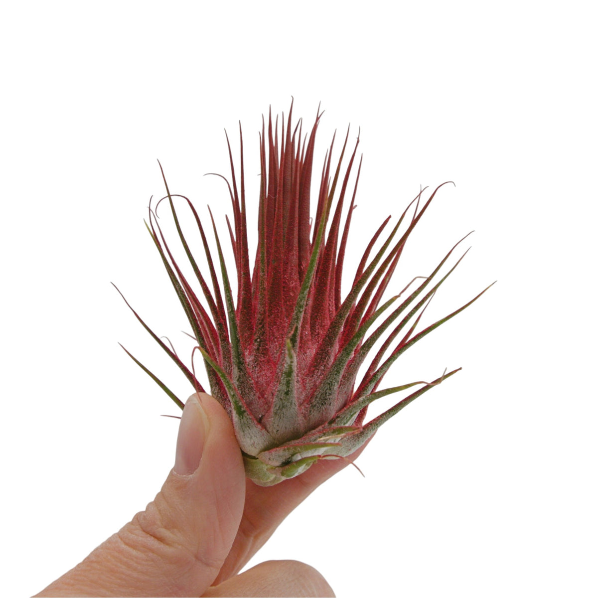 Tillandsia air plant called Ionantha - painted red