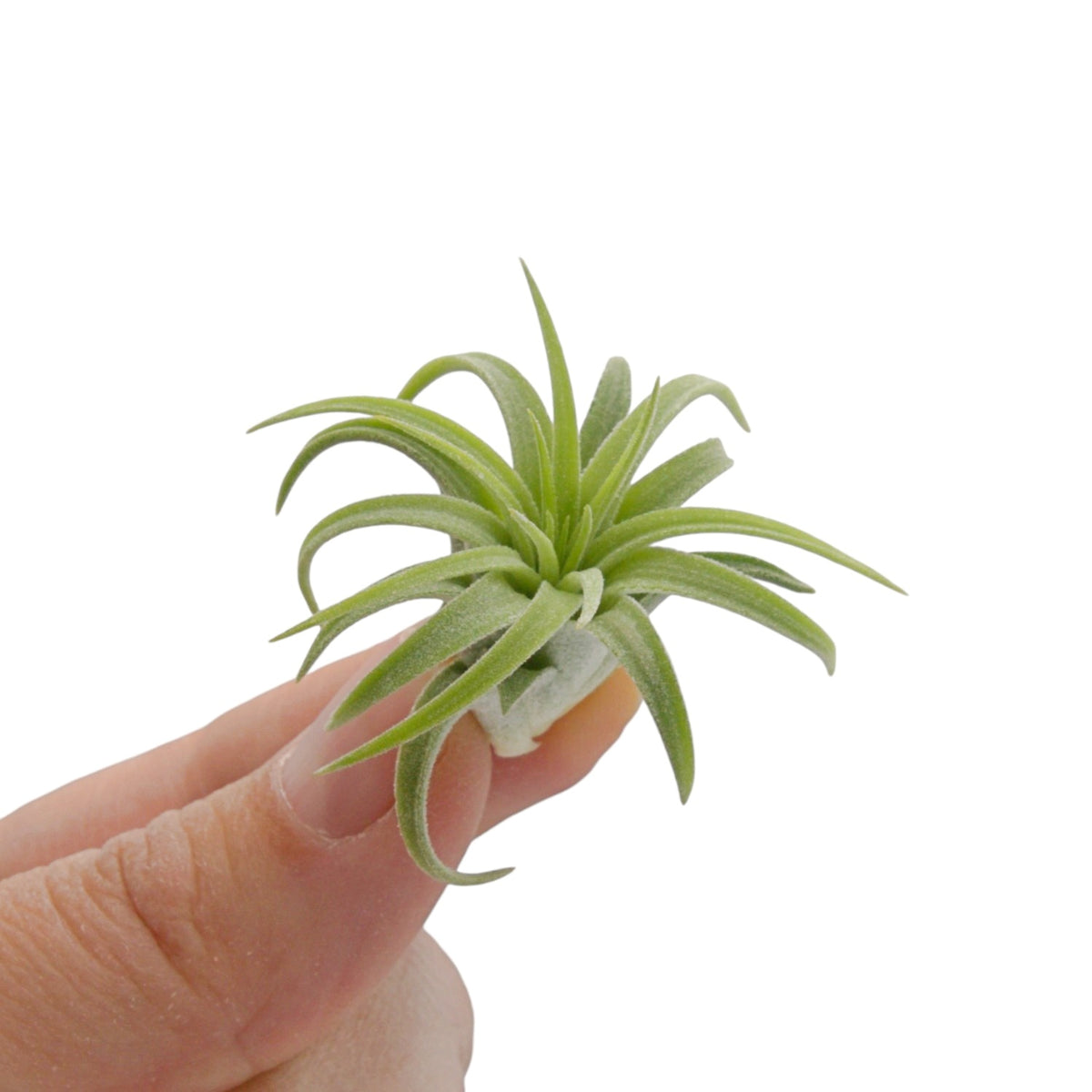 Tillandsia Ionantha Rubra Hardleaf