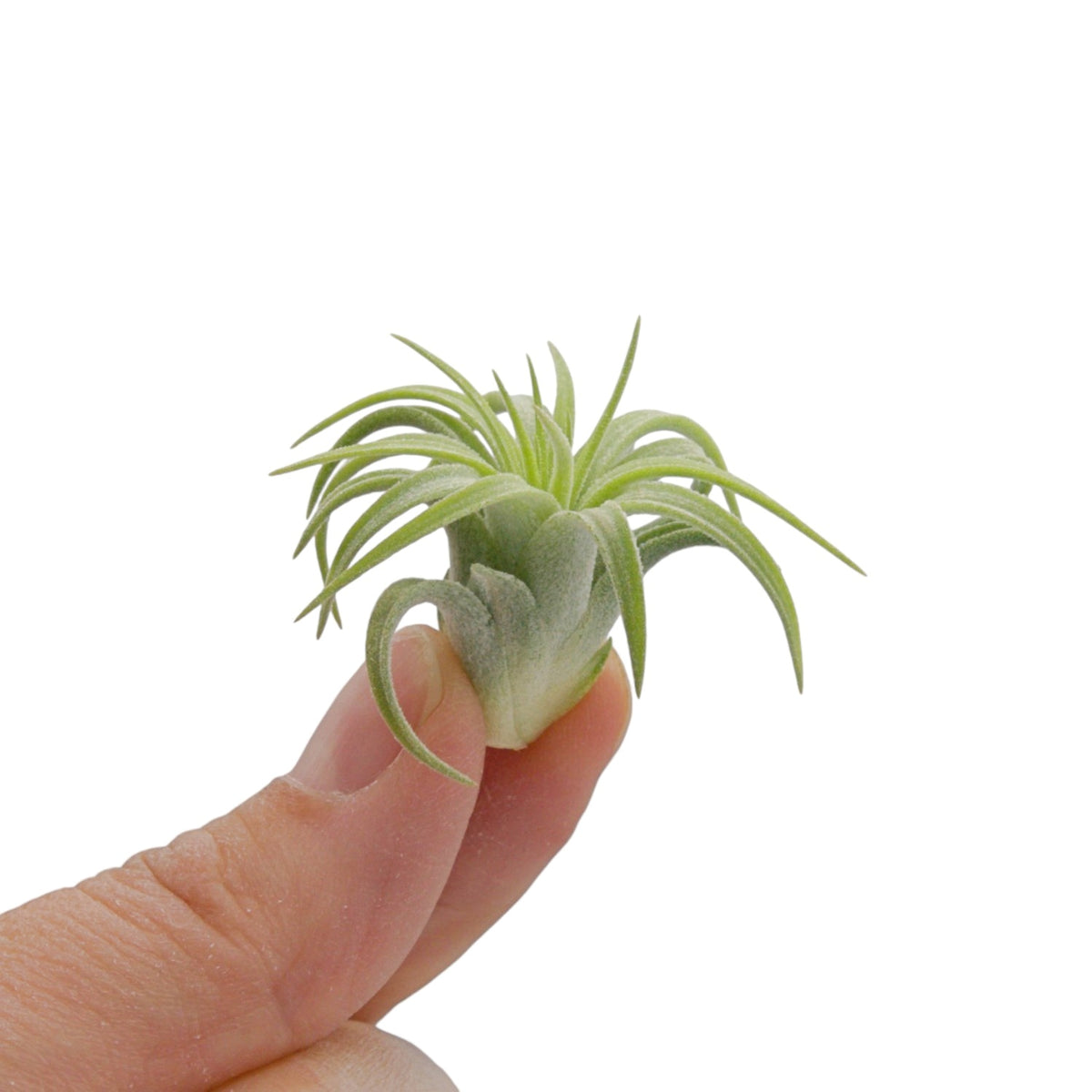 Tillandsia Ionantha Rubra Hardleaf