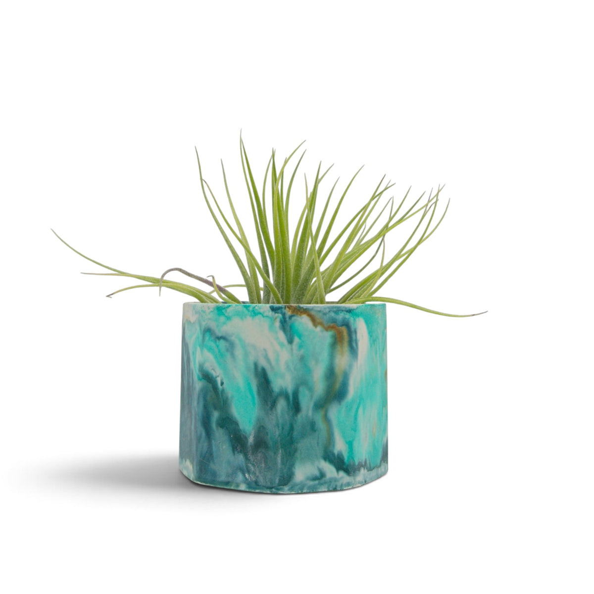 Tillandsia Ionantha Scaposa