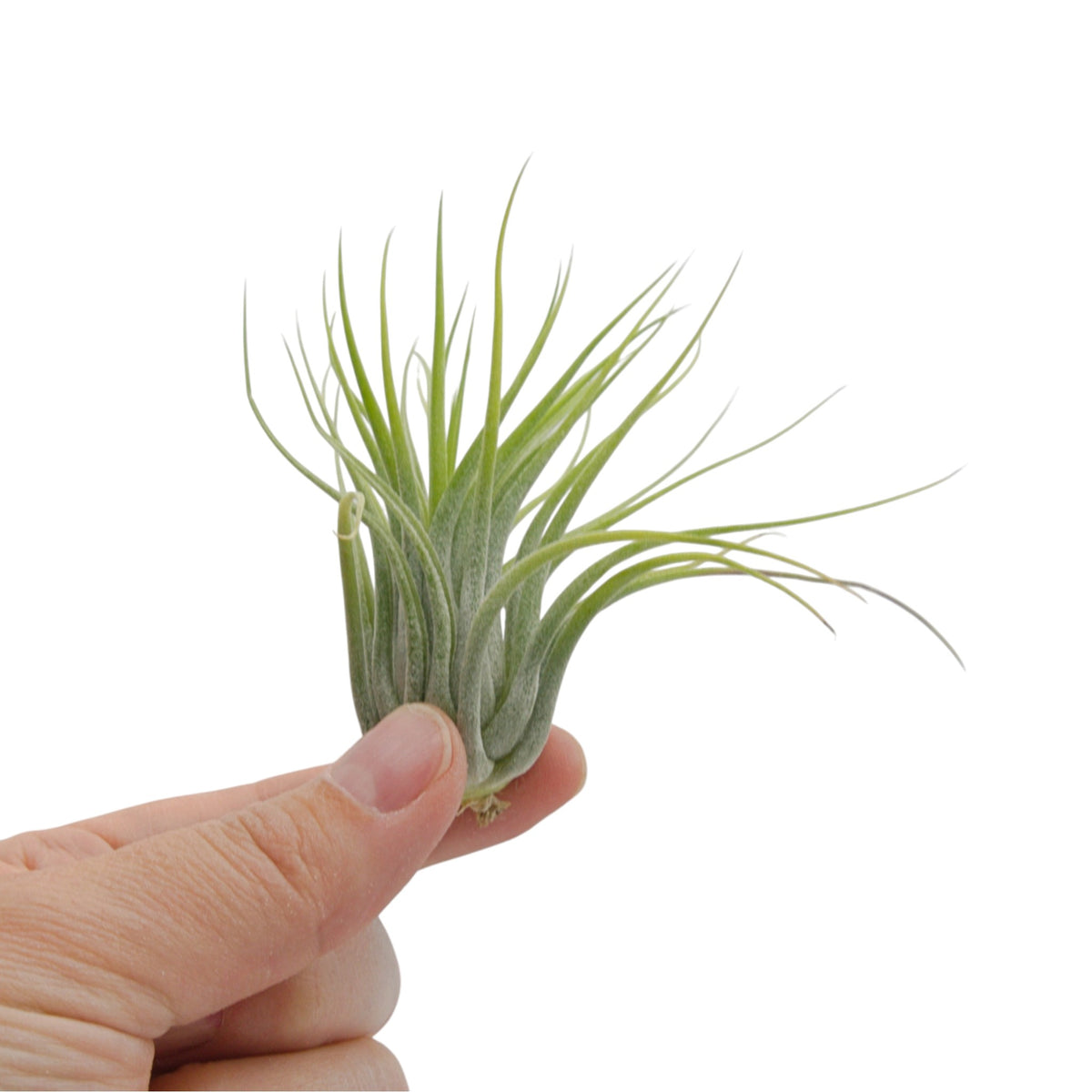 Tillandsia Ionantha Scaposa