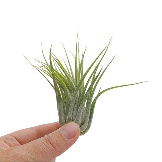 A small Tillandsia air plant with fine green leaves being held by a human hand against a plain white background.
