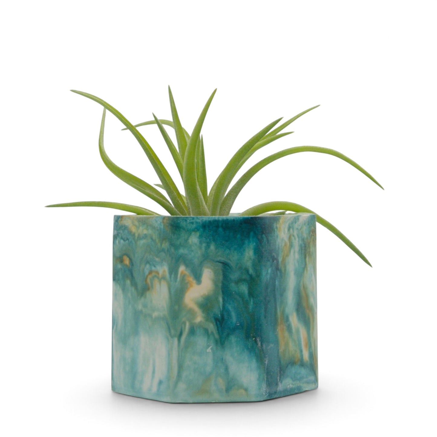 Tillandsia Neglecta