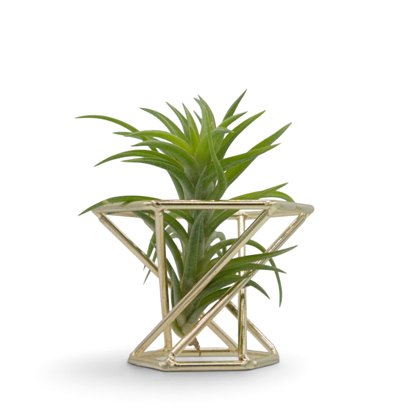 Tillandsia Neglecta
