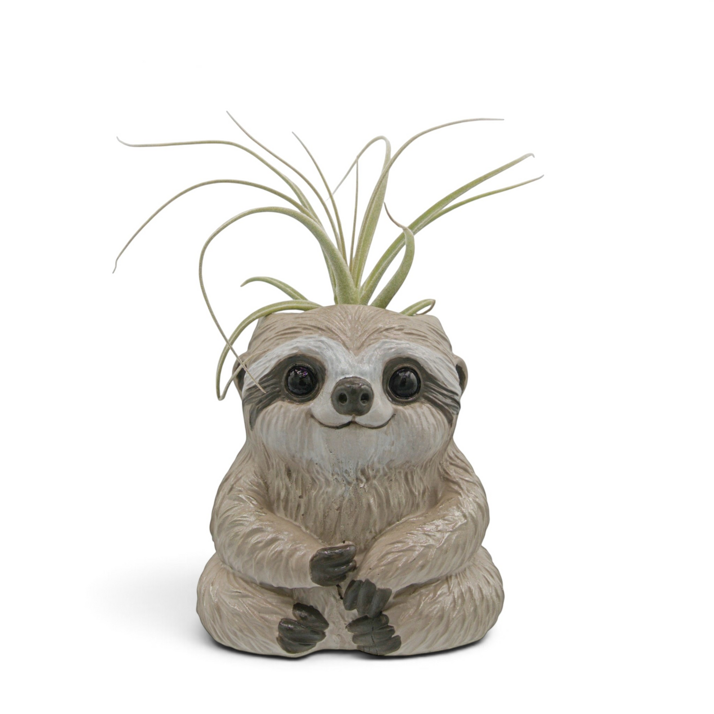 Tillandsia Straminea X