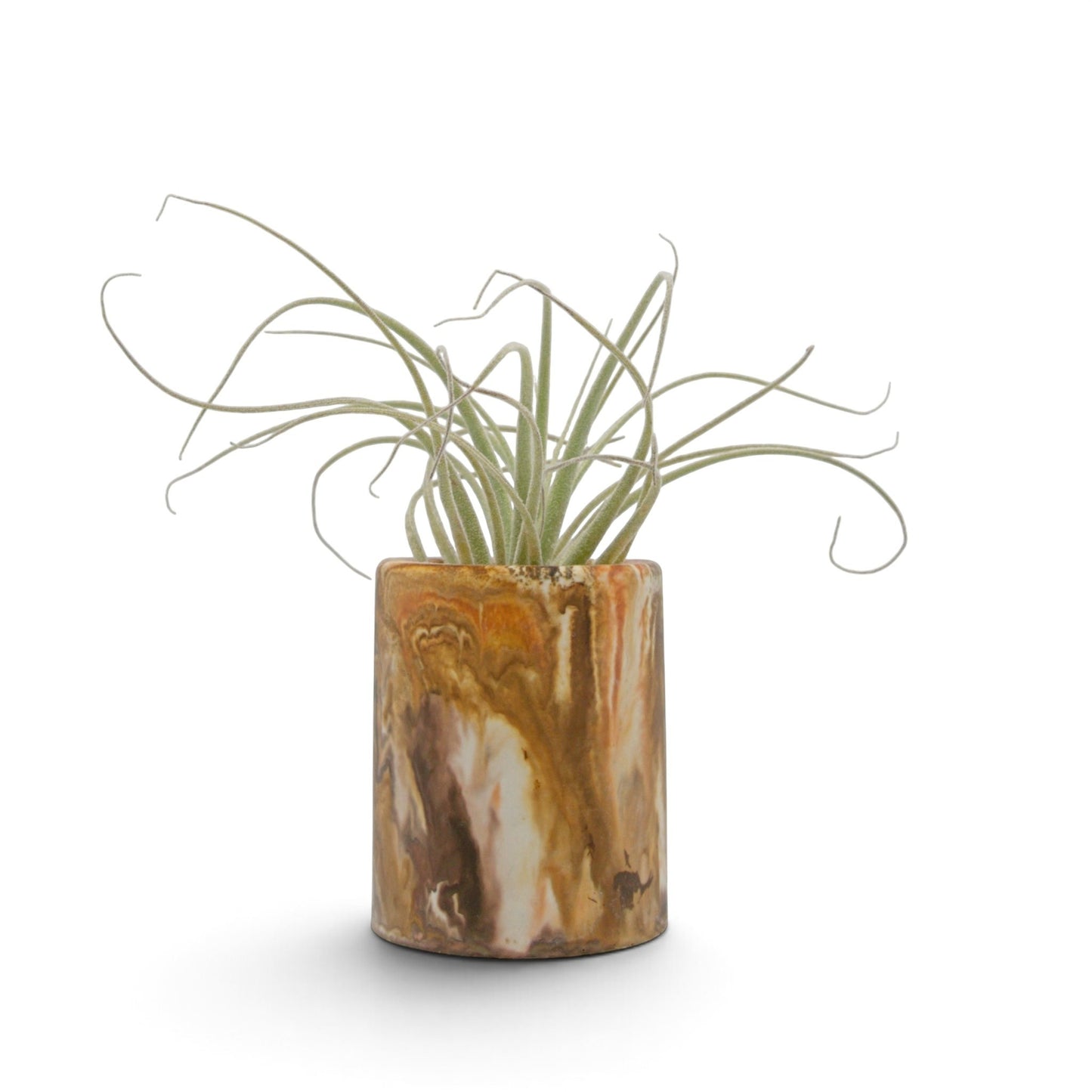 Tillandsia Straminea X