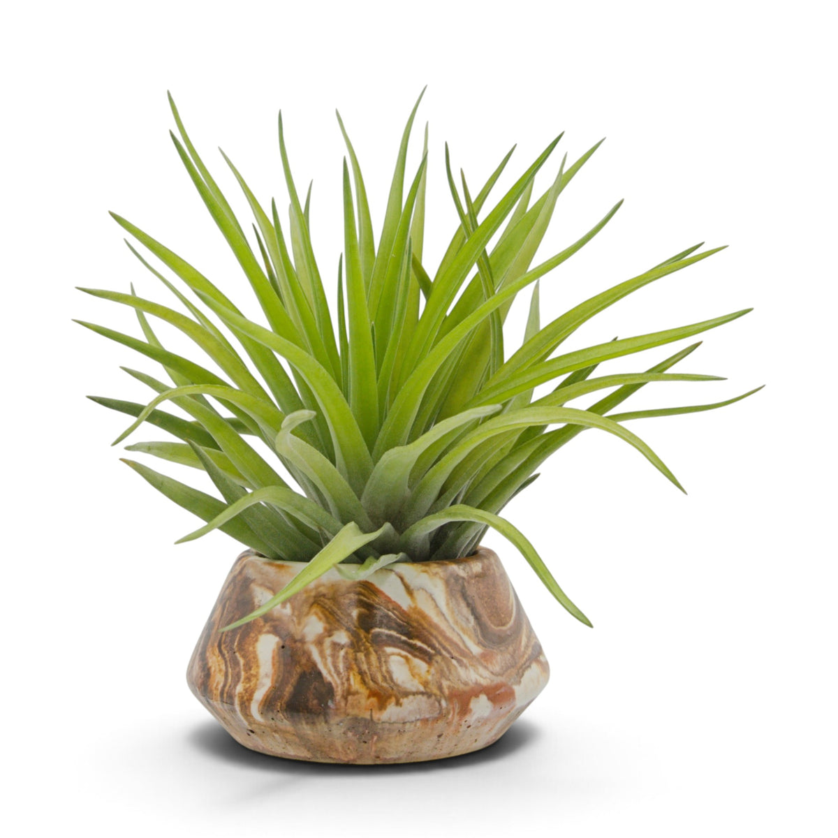 Tillandsia Velutina
