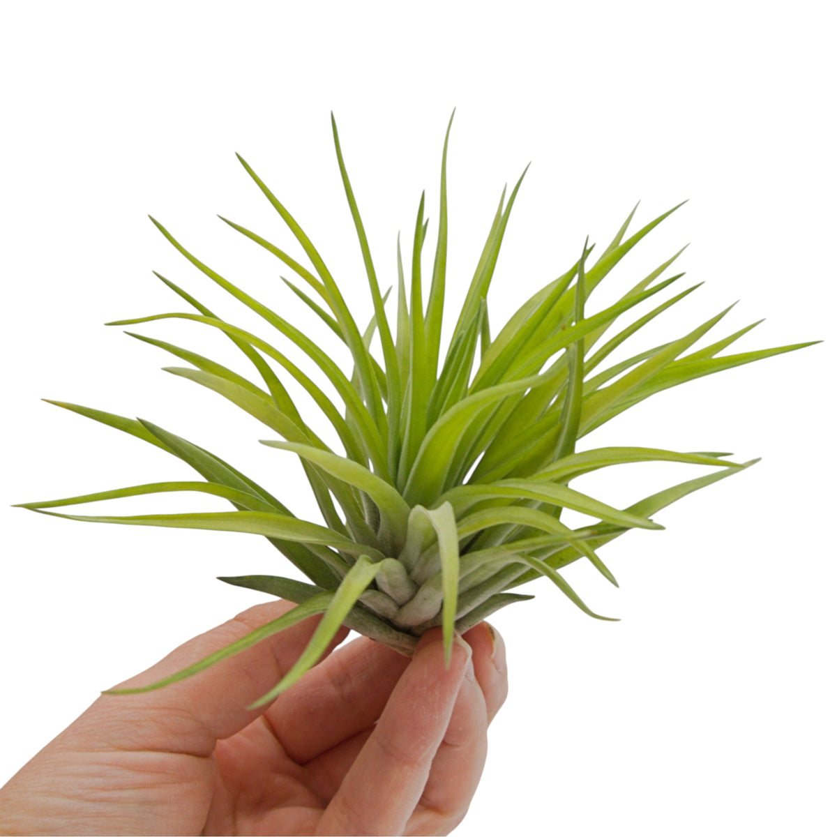 Tillandsia Velutina