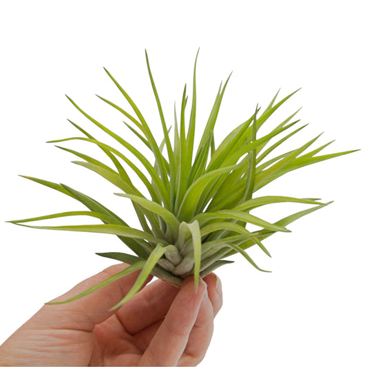 Tillandsia Velutina
