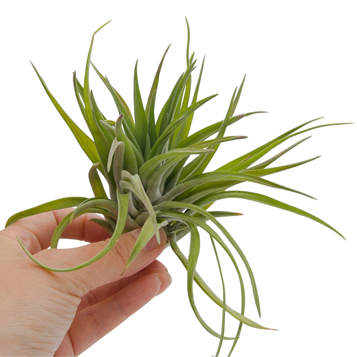 Tillandsia Velutina