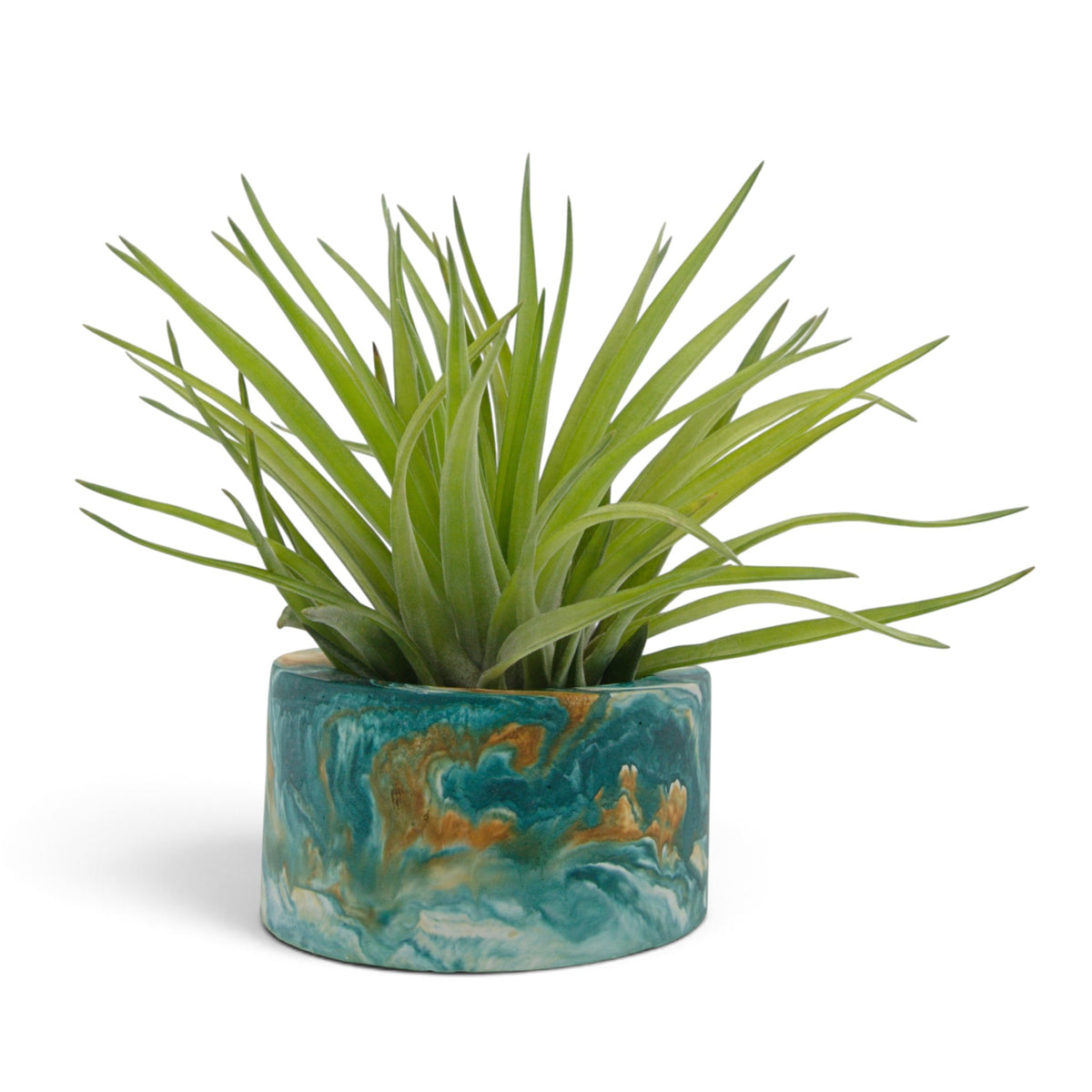 Tillandsia Velutina