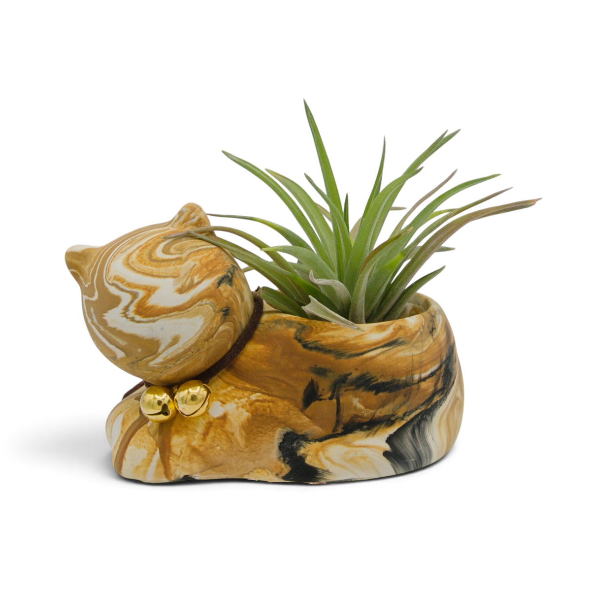 Tillandsia Velutina