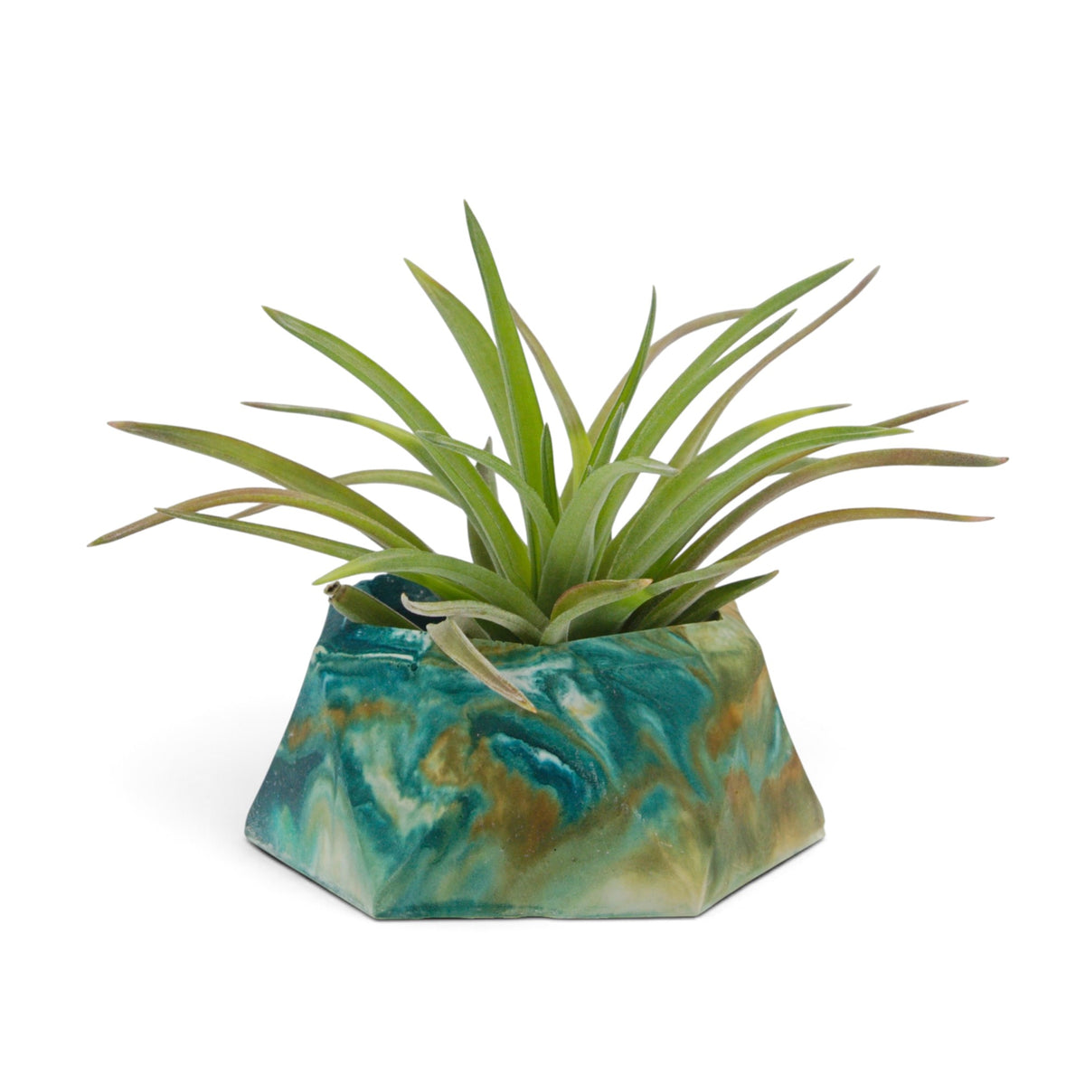 Tillandsia Velutina