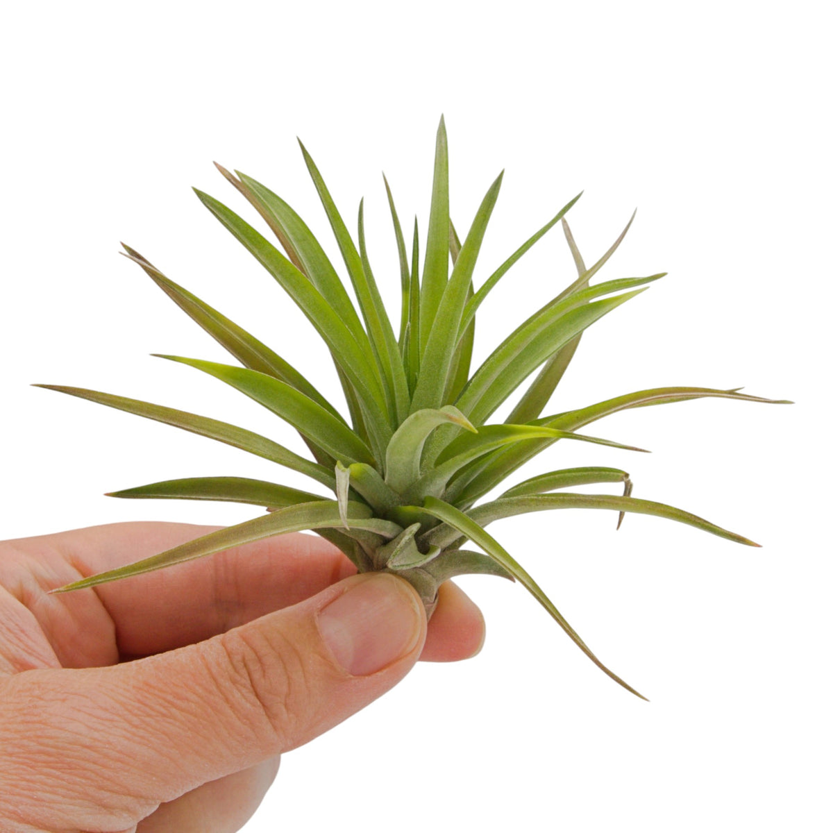 Tillandsia Velutina