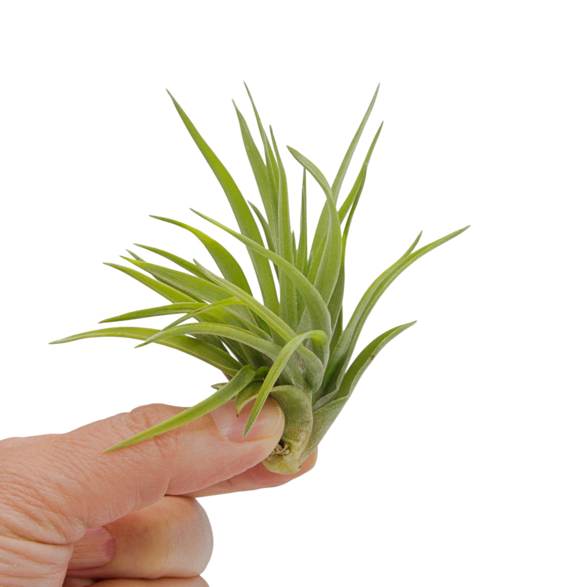Tillandsia Velutina