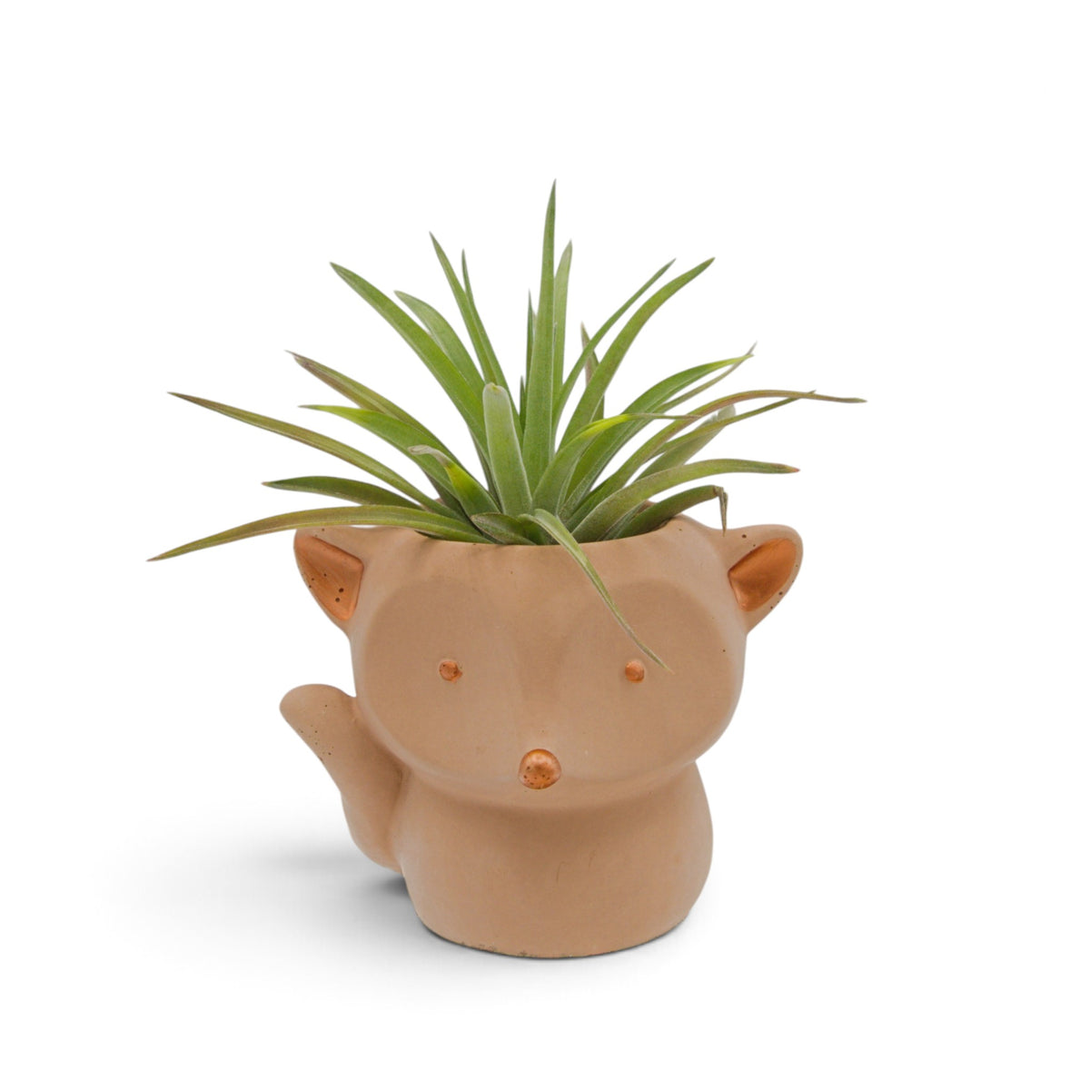 Tillandsia Velutina