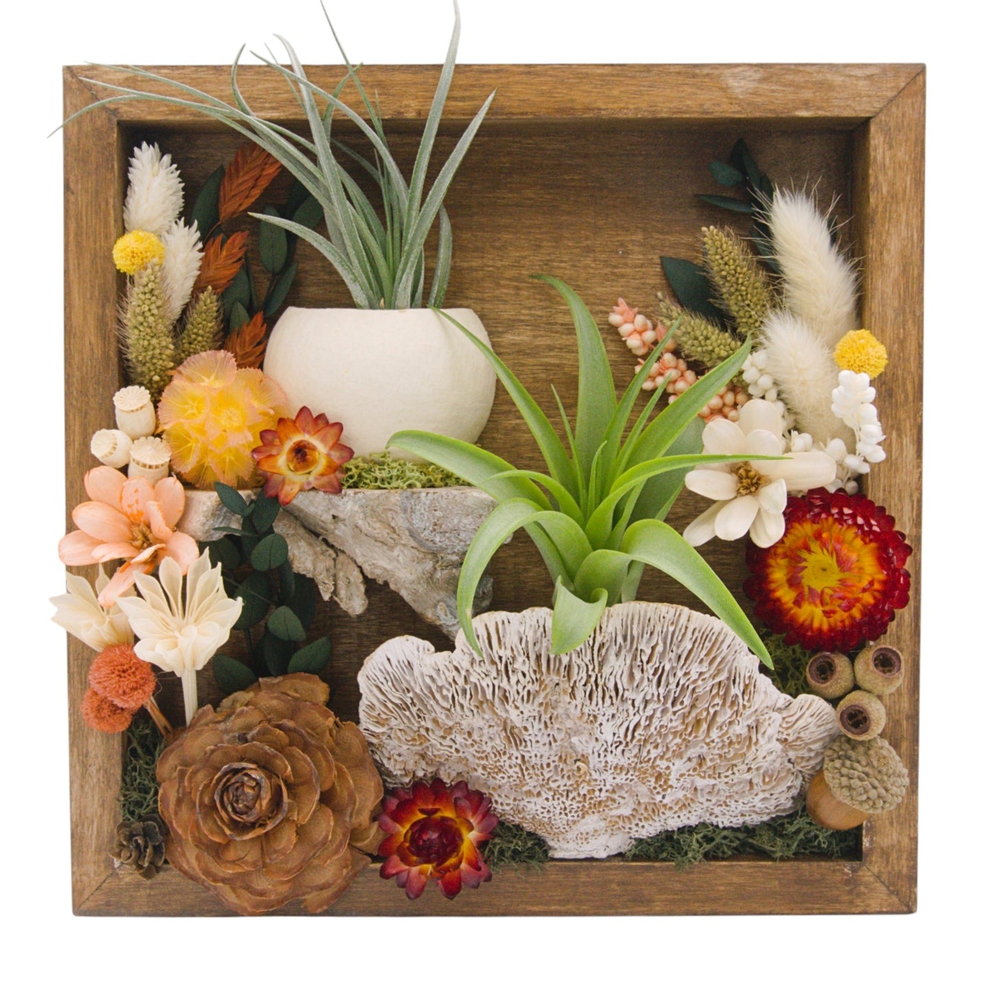 Airplant Landscape Frames - 8x8