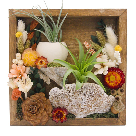 Airplant Landscape Frames - 8x8