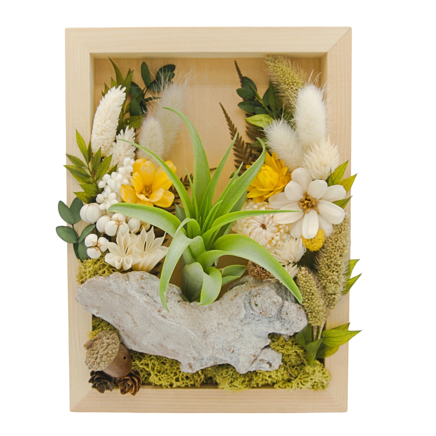 Airplant Landscape Frames - Neutral Colours