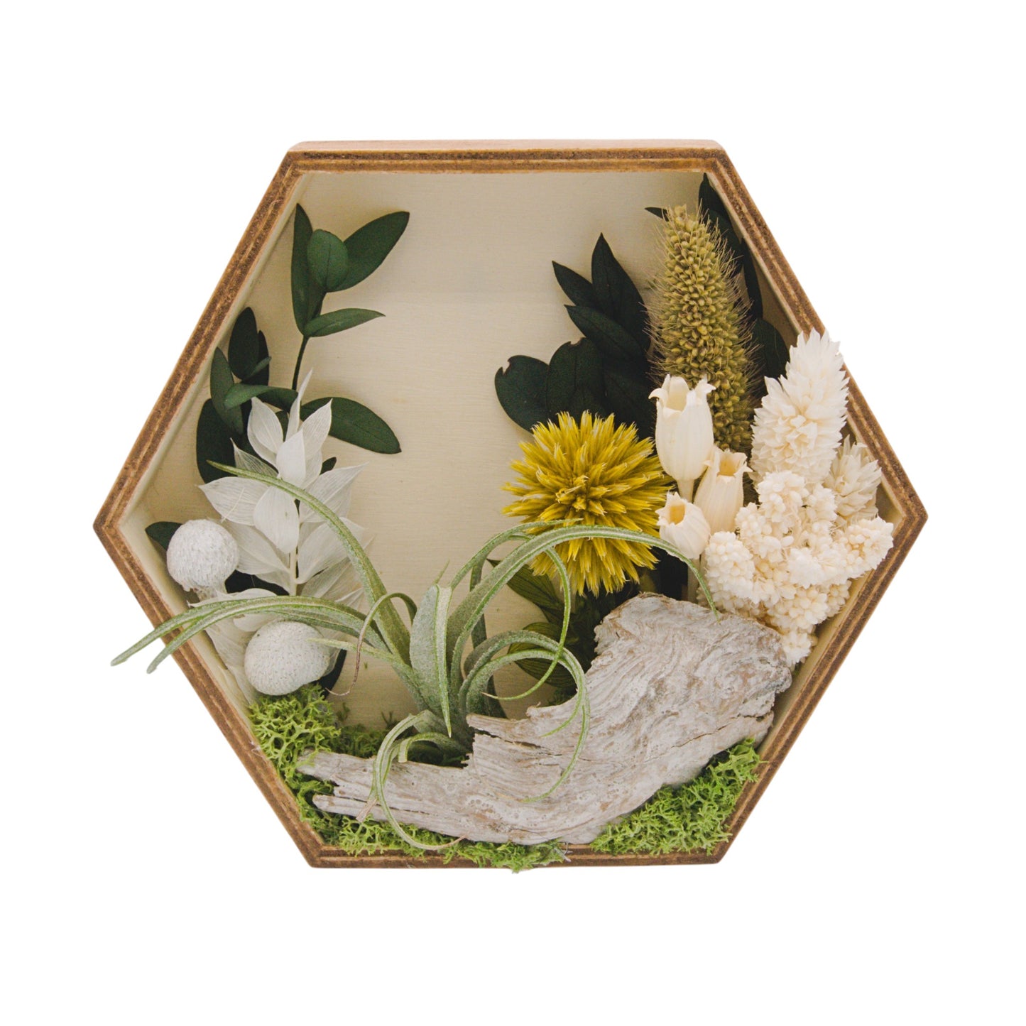 Airplant Landscape Frames - Hexagon Neutral Colours