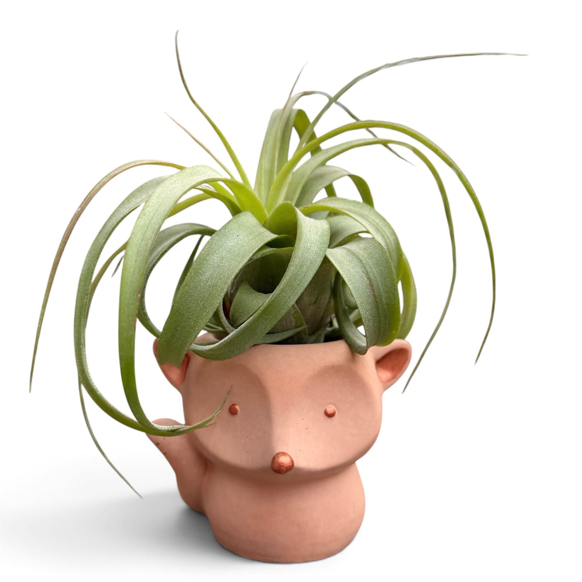 Air plant hybrid with that has a round form, curling leaves and bright green colour.  Sitting in a handmade fox pot.