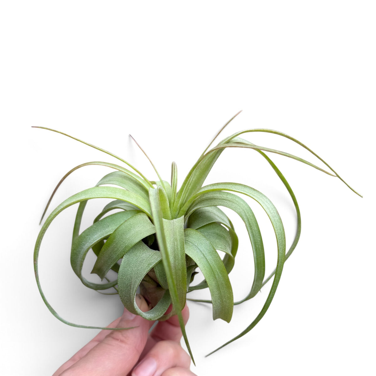 Air plant hybrid with that has a round form, curling leaves and bright green colour.