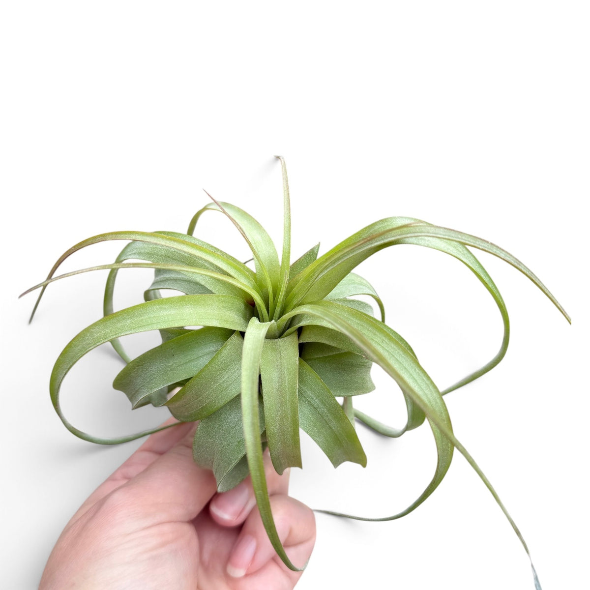 Air plant hybrid with that has a round form, curling leaves and bright green colour.