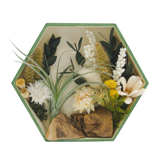 Cadres paysagers avec plante aérienne - Hexagone cadre vert