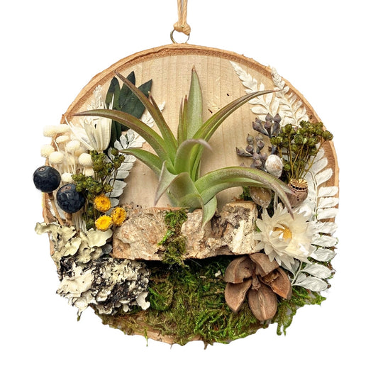 Airplant Ornament - natural flowers