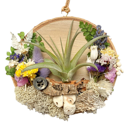 Birch wood plaque covered in dried flowers, moss, mushrooms and it includes an airplant