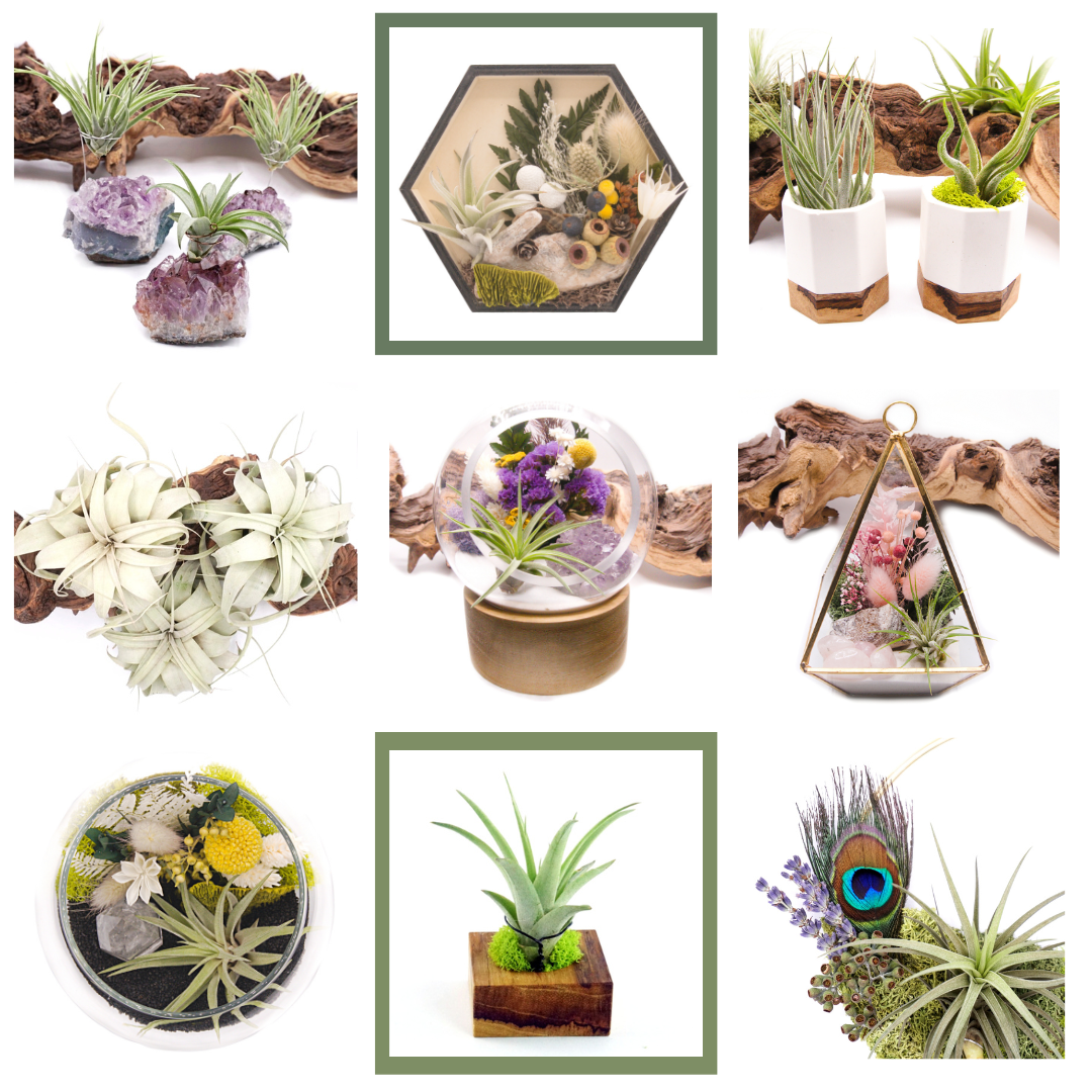Canadian Airplant Shop, Terrariums, Wall Gardens, Crystals & More