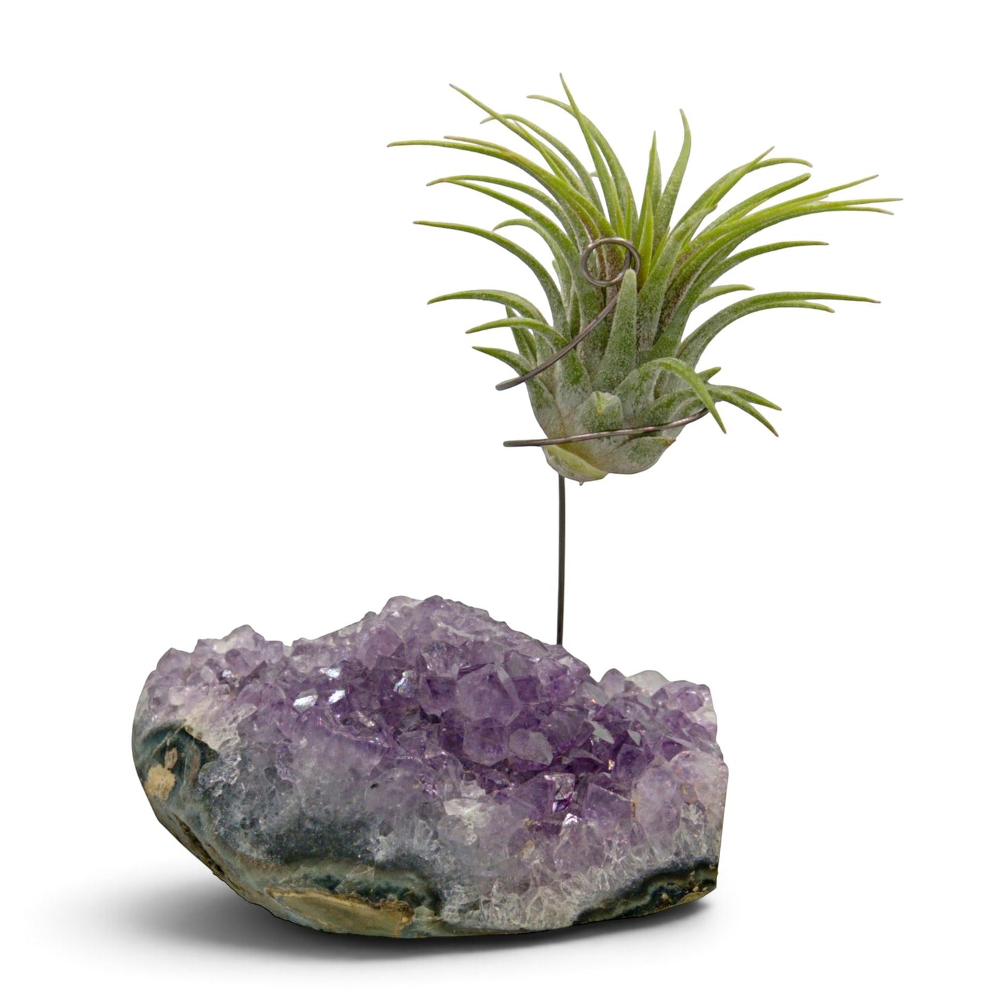 Support en Cristal d'améthyste avec une plante aérienne
