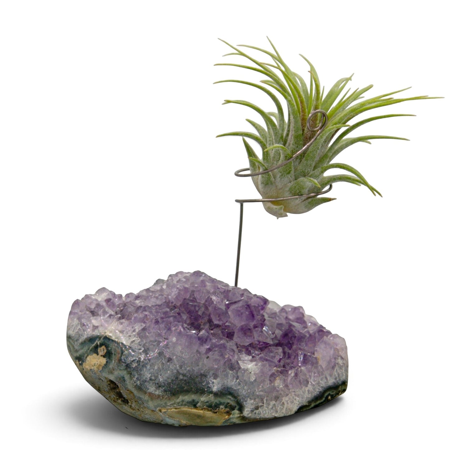 Support en Cristal d'améthyste avec une plante aérienne