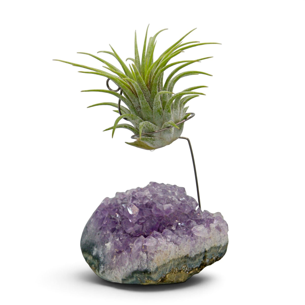 Support en Cristal d'améthyste avec une plante aérienne