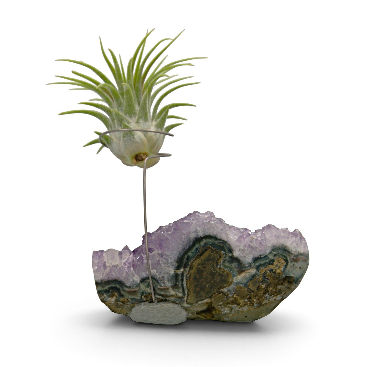 Support en Cristal d'améthyste avec une plante aérienne