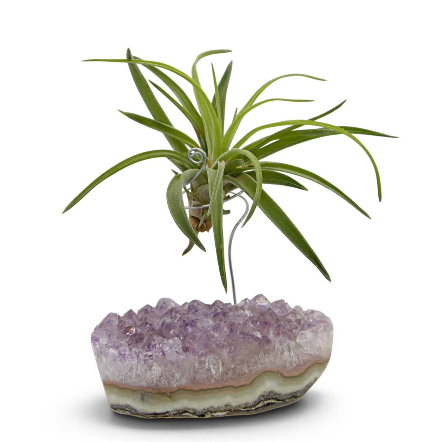 Support en Cristal d'améthyste avec une plante aérienne