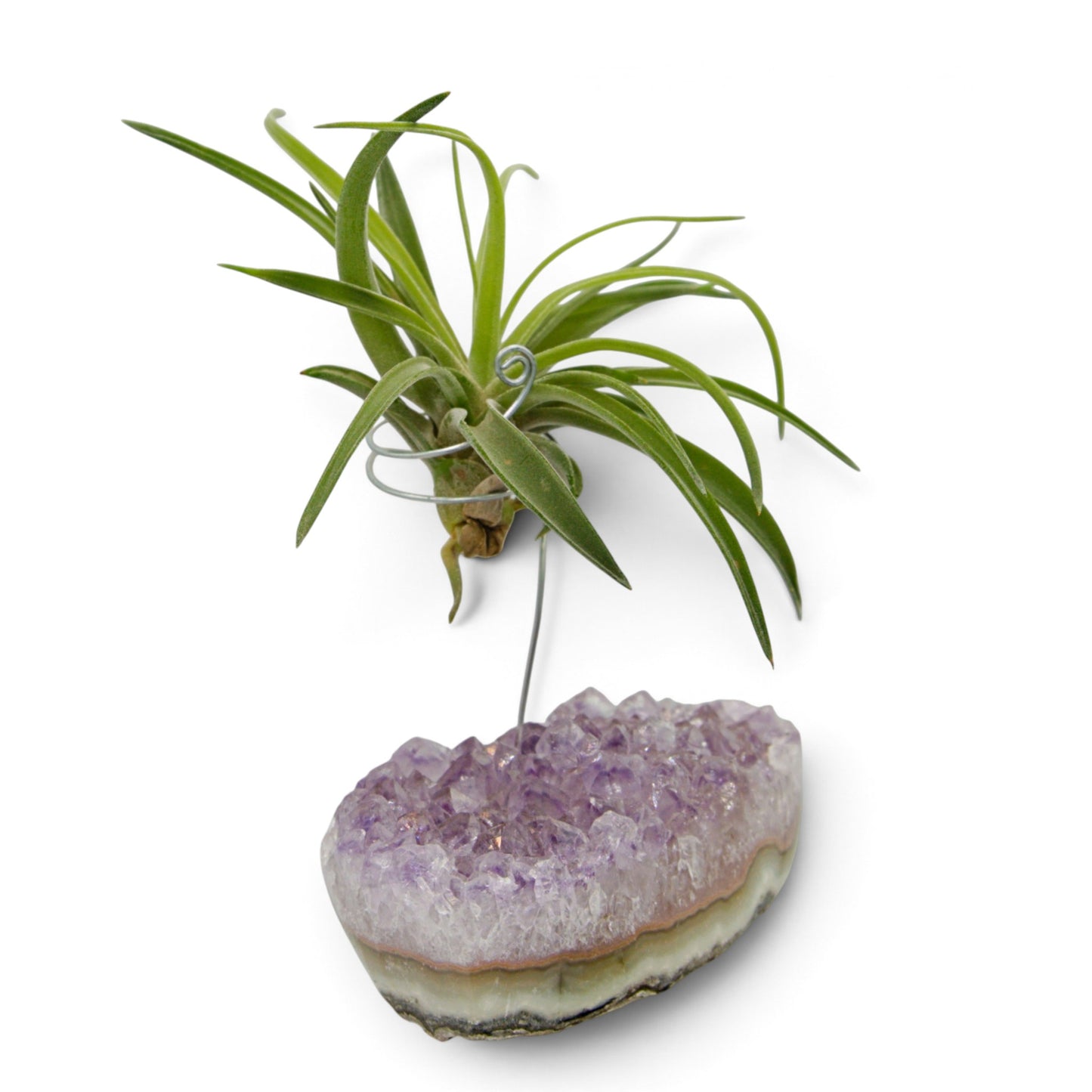 Support en Cristal d'améthyste avec une plante aérienne