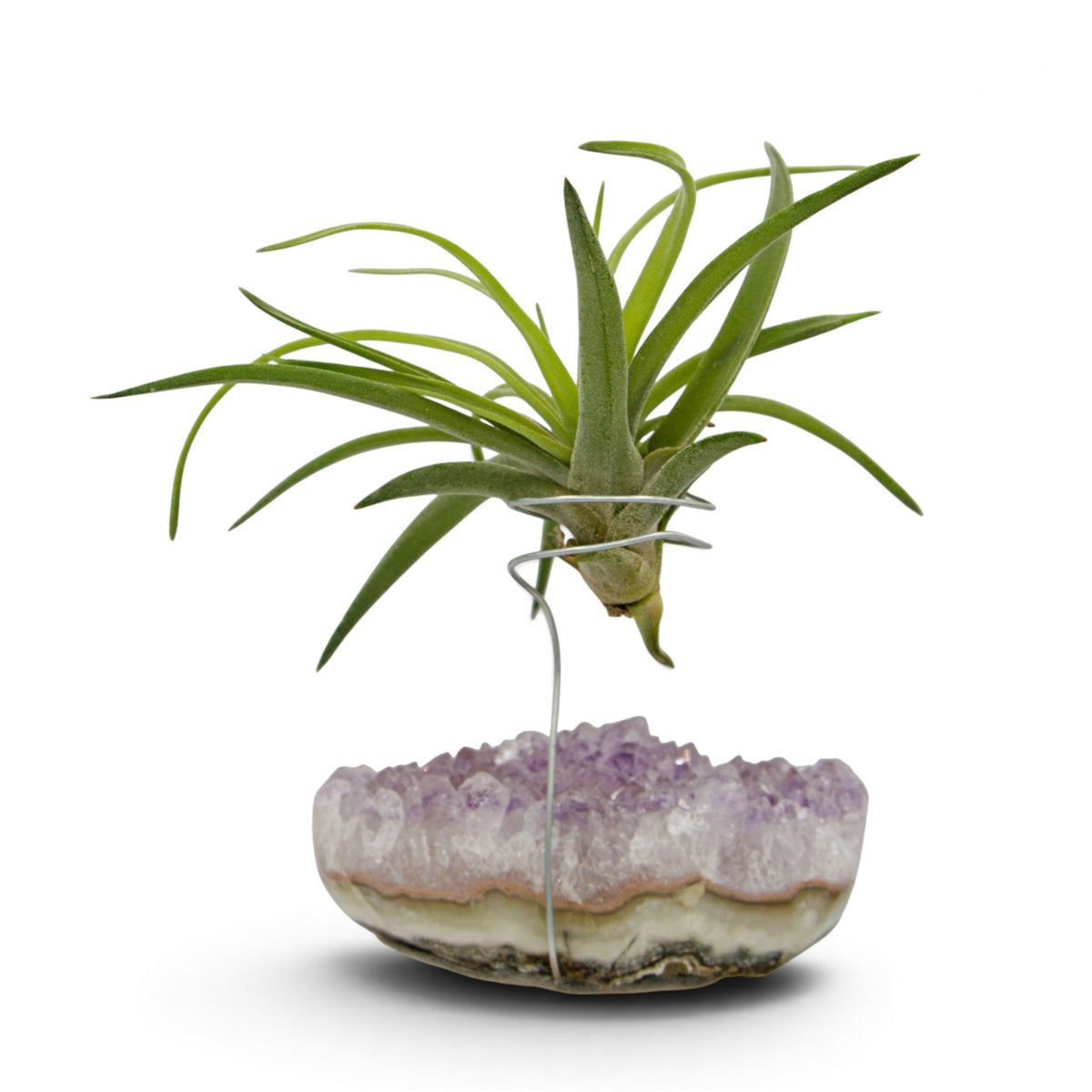 Support en Cristal d'améthyste avec une plante aérienne