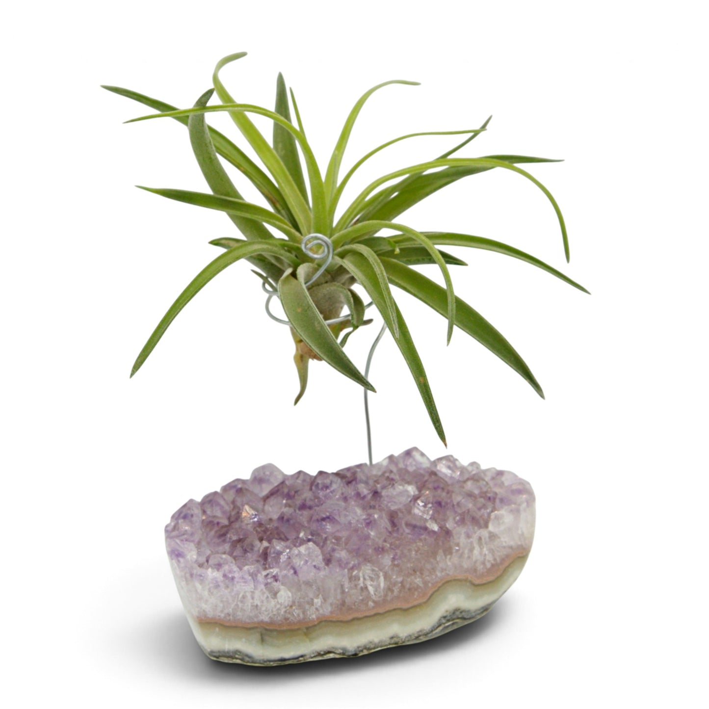 Support en Cristal d'améthyste avec une plante aérienne