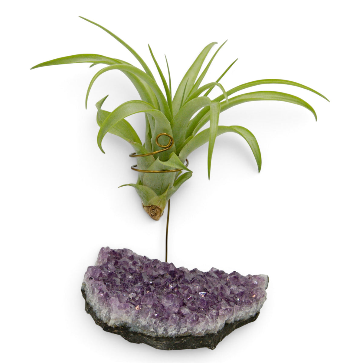 Support en Cristal d'améthyste avec une plante aérienne